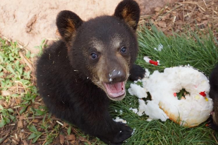 A beary happy birthday to you